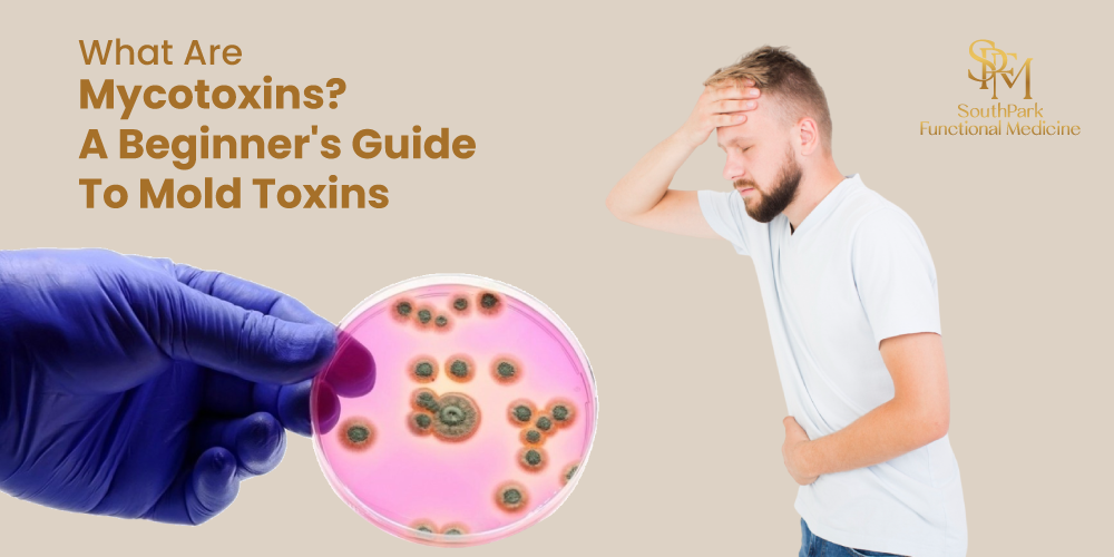 What Are Mycotoxins? A Beginner’s Guide to Mold Toxins
